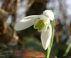 Galanthus Nivalis Snowdrop Identification Distribution Habitat