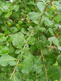 Image result for Commiphora africana