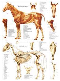 Detailed horse skeletal anatomy game to aid revision. Horse Muscle Skeletal Anatomy Poster 18 X 24 Etsy