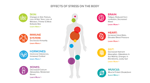Stress Affects Every System Of The Body Stress On The Body Effects Of Stress How To Relieve Stress