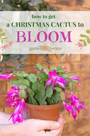 Light & temperature are the keys to making sure this happens. How To Get A Christmas Cactus To Bloom Watering Propagating More Christmas Cactus Plant Christmas Cactus Care Christmas Cactus
