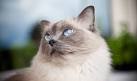 Ragdoll Kittens for Sale - Adoptapet