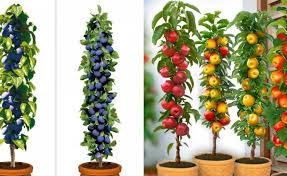 Maybe you would like to learn more about one of these? Columnar Fruit Trees Home Mini Orchards