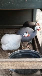 We did not find results for: Guinea Colors Backyard Chickens Learn How To Raise Chickens
