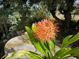 Image result for Scadoxus cinnabarinus