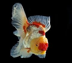 Your betta is lonely, so you add two goldfish to keep him company. Multi Color Oranda Goldfish Goldfish Betta Fish Types