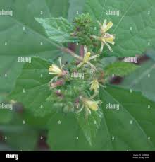 Image result for Triumfetta pentandra