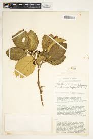 Image result for Rubus steudneri