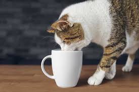 Black stranded cotton embroidery thread. Can Cats Drink Tea What You Need To Know