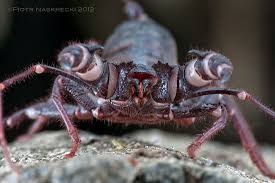 世界三大奇虫 サソリモドキ ビネガロン サソリモドキ 虫 アニマル