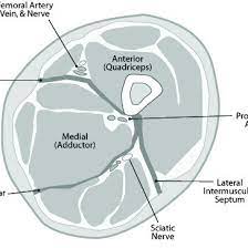 The fibers run vertically downward, and end in a rounded tendon, which passes behind the medial condyle. Cross Sectional Anatomy Of The Thigh Demonstrating The Anterior Download Scientific Diagram