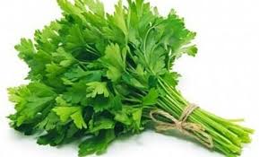 Refine your search for daun sup. 5 Cara Menanam Seledri Dengan Batang Di Dalam Pot Ilmubudidaya Com