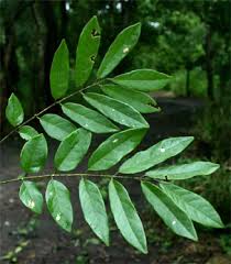 Image result for Philenoptera