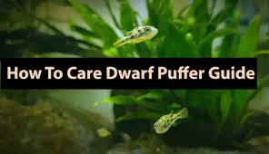 How To Care Dwarf Puffer Guide Aquascape Paludarium Blog Aquascape Dwarf Puffer Fish Puffer