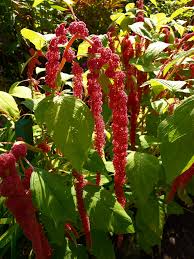 Image result for Amaranthaceae