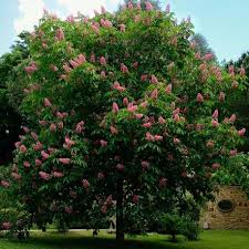 Marronnier A Fleurs Rouges Vente Aesculus Carnea Fleurs Rouges Fleurs Arbre