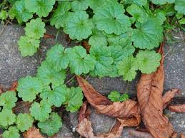 Image result for Hydrocotyle sibthorpioides