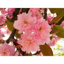 Online Orchards Kwanzan Cherry Blossom Tree Bare Root Flch001 The Home Depot Blossom Trees Flowering Cherry Tree Cherry Blossom Tree