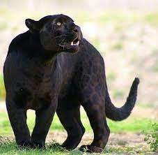 Jaguars are the largest of south america's big cats. Pin By Nadya Borg Busuttil On Leopards And Jaguars Wild Cats Animals Animals Beautiful