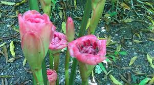 Image result for Etlingera