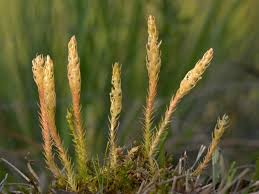 Image result for Selaginella chevalieri