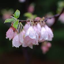 Image result for Halesia