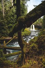 Type the name into google maps or waze and it shows you exactly were to go there are toilets at the trailhead. Your Guide To Hiking The Mckenzie River Trail Oregon Is For Adventure
