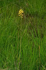 Image result for Orthochilus