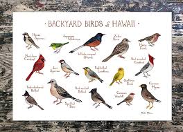 Hawaii Backyard Birds Field Guide Art Print Audubon Birds