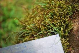 Image result for Cochlidium serrulatum