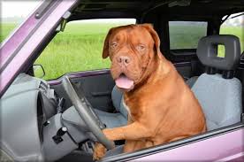 The annual apple valley kennel club rally and trials take place each year in the early part of april. Why Does My Dog Chase Cars