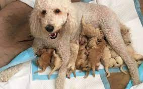 If you are unable to find your goldendoodle puppy in our puppy for sale or dog for sale sections, please consider looking thru thousands of goldendoodle dogs for adoption. New Litter F2b Std Goldendoodle Puppies By Goldendoodle Galore In Lake Worth Fl Alignable