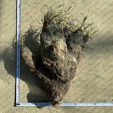 Image result for Xerophyta trichophylla