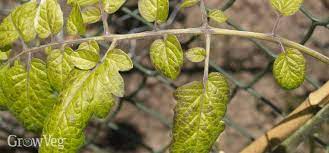 In the process of finding the most reliable results for best nitrogen for tomato plants, our team often base on the popularity, quality, price, promotional programs and. How To Identify And Correct Tomato Nutrient Deficiencies
