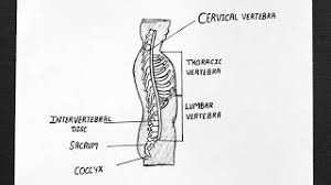 The vertebral column is the most important collection of bones to maintain stability of the skeletal structure and support of the entire body, especially when upright. Diagram Of Vertebral Column How To Draw Human Spine Anatomy Biology Youtube