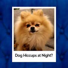 What causes hiccups in your puppy? Dog Hiccups At Night Cause For Concern The Truth Oodle Life