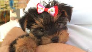 Yorkshire Terrier
