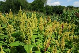 Image result for Amaranthus