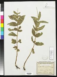 Image result for Coleus maculosus