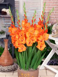 Image result for Gladiolus melleri