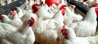 Guia Definitivo: Como Criar Galinha Caipira Evitando Erros e ...