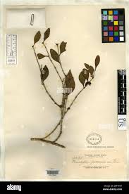 Image result for Memecylon sp. D