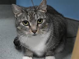 What My Friends At Ohs Say About Me I Am Worried About The Big World Around Me Limiting Me To One Room Of Your Hom In 2020 Humane Society Cats And