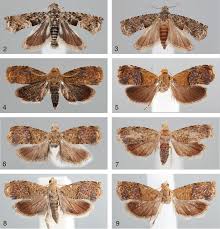 Image result for Lecaniodiscus fraxinifolius