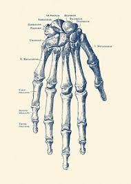 I am privileged to share with the reader the the triangular arrangement of bones at the elbow sets the direction of major opposing planes that end at the wrist. Human Bones Sketch At Paintingvalley Com Explore Collection Of Human Bones Sketch