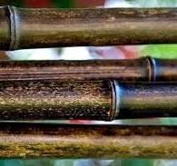 Large Black Bamboo Poles – 1, 2, or 3 Inch – 6′ or 8′ – Pack of 10 or Pack  of 20