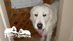 気持ちの良い朝だったのでお父さんを庭に連れ出したルンルンです　Great Pyrenees　グレートピレニーズ