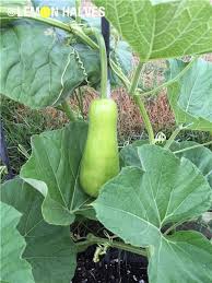 Believe me, it can be frustrating if every gardener you know is moaning about their zucchini glut when you've only managed to produce a few fruits late in the summer! Edible Tambuli Lauki Calabash Bottle Gourd Update 1 Growing Vegetables At Home Calabash Growing Vegetables