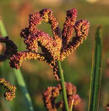 Image result for Digitaria appropinquata