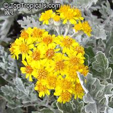 Image result for Senecio mariettae